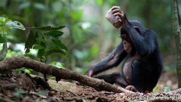 Ученые подтвердили, что рука человека примитивнее, чем у шимпанзе